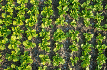 lettuce plant in field