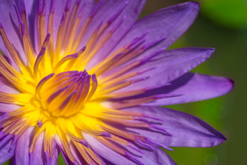 Closeup of Purple Star Lotus