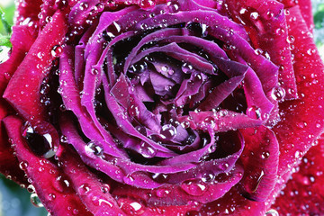 red rose bud drop macro