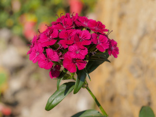 Blooming Pink Flowers in Garden