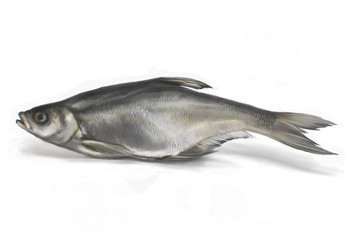 Zope dried fish on a white background left