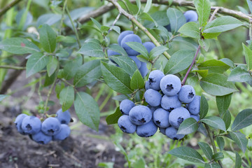 fresh mellow blueberries on the green Bush.
