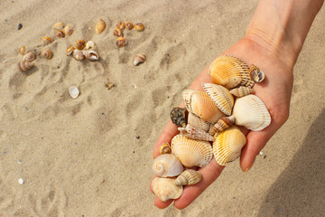 Seashells in hand of woman at the beach