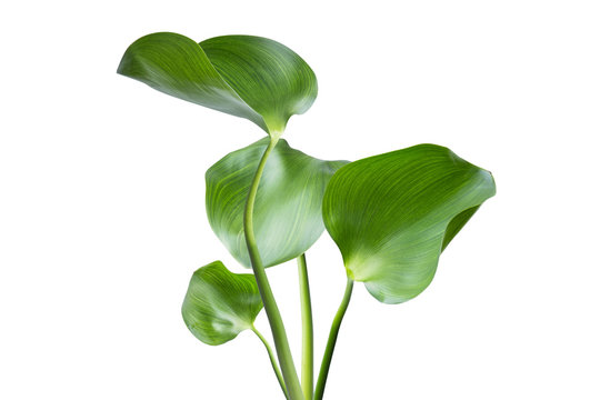 Water Hyacinth (Eichhornia crassipes). Plant with leaves isolated on white background.