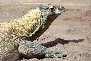The large reptile Komodo Dragon