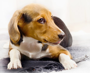 Cute beagle Puppy