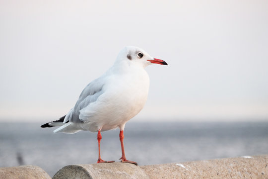 White seagull standing on the concrete - Soft Focus