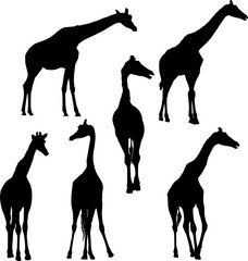 six giraffe silhouettes set isolated on white