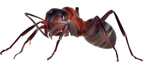 single dark brown ant isolated on white