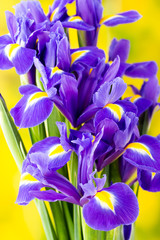 Purple iris flower on the yellow background.