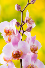 Fototapeta na wymiar Yellow orchid on the grey background.