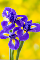 Purple iris flower on the yellow background. © gitusik