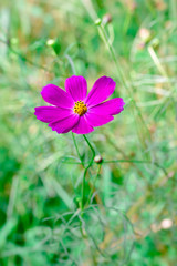 Cosmos flower

