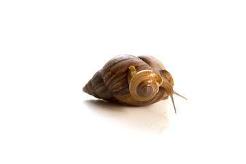Snail on a white background