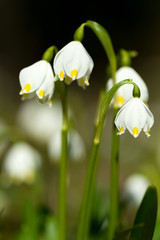 early spring snowflake flowers