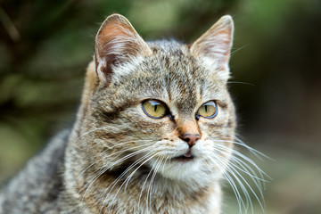 Fototapeta na wymiar close up cat portrait