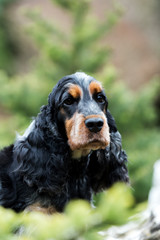 portrait of sitting english cocker spaniel