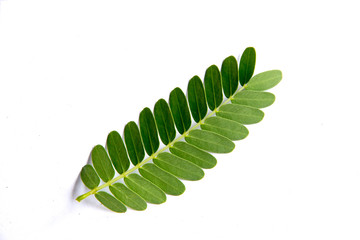 Leaves on a white background