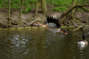 Egyptian Goose, Alopochen aegyptiaca