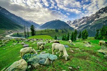 Photo sur Plexiglas Moutons Sheep Grazing on a Hill,kashmir