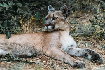 Obraz premium Piękny portret Puma