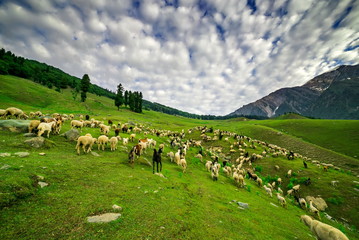 Fototapeta premium Sheep Grazing on a Hill,kashmir