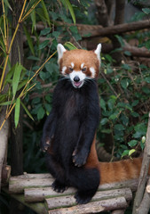 Cute red panda (Ailurus fulgens) in wildlife