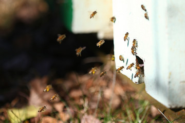 Swarm of honeybees coming and going around beehives in a bee farm