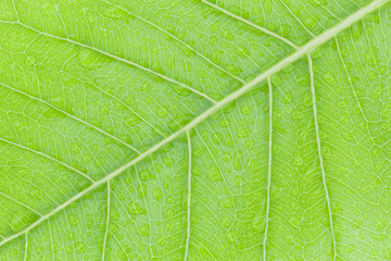 Pattern of fresh green leaf surface and water drop  for backgrou
