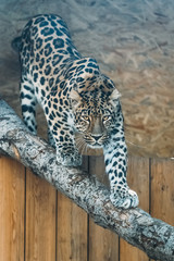 Beautiful portrait of a Cougar