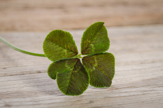 four-leaf clover for good luck isolated on wooden background