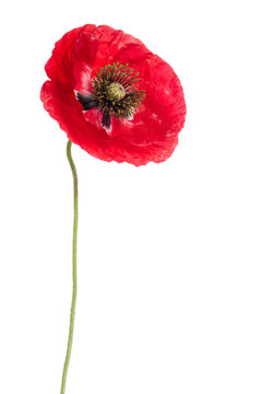 single red poppy isolated on white