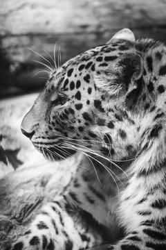 leopard closeup black and white portrait