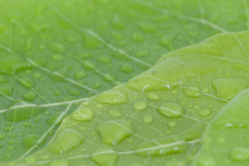  fresh green leaf surface and water drop for background.
