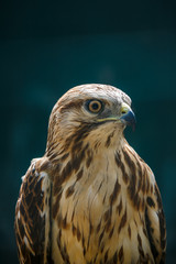 The Northern Goshawk closeup portrait
