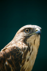 The Northern Goshawk closeup portrait