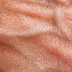 Skin texture with blood vessel and hair