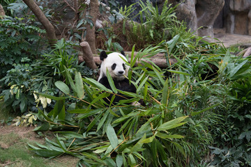 Cute giant panda (Ailuropoda melanoleuca) in wildlife