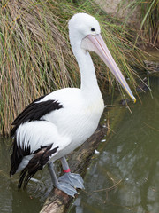 beautiful black and white Australian pelican