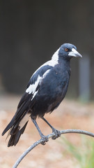 Beautiful unusual Crow-whistler