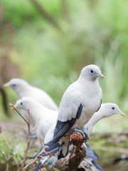 beautiful white doves