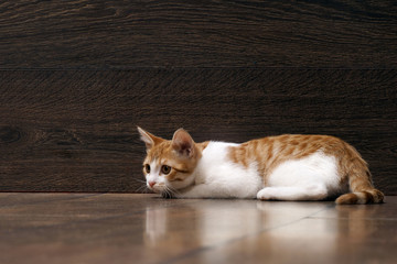 Little kitten playing on the floor or hunts. Background wooden board