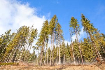 tall fir trees