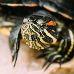 Naklejka premium Small Red-ear Turtle, Pond Terrapin