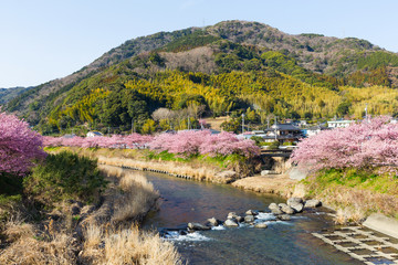 Fototapeta na wymiar Sakura and river