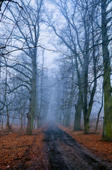 Fog alley and mystical road, Latvia