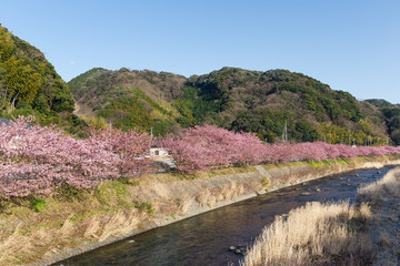 Fototapeta na wymiar Sakura flower tree and lake