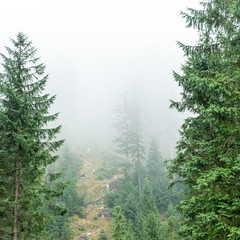 panoramic view of misty forest