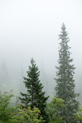 Fototapeta na wymiar panoramic view of misty forest