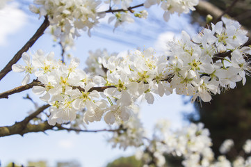 Flowers of cherry - isolated over white